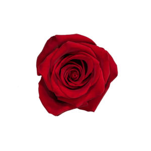 ROSE, 60CM RED, EXPLORER