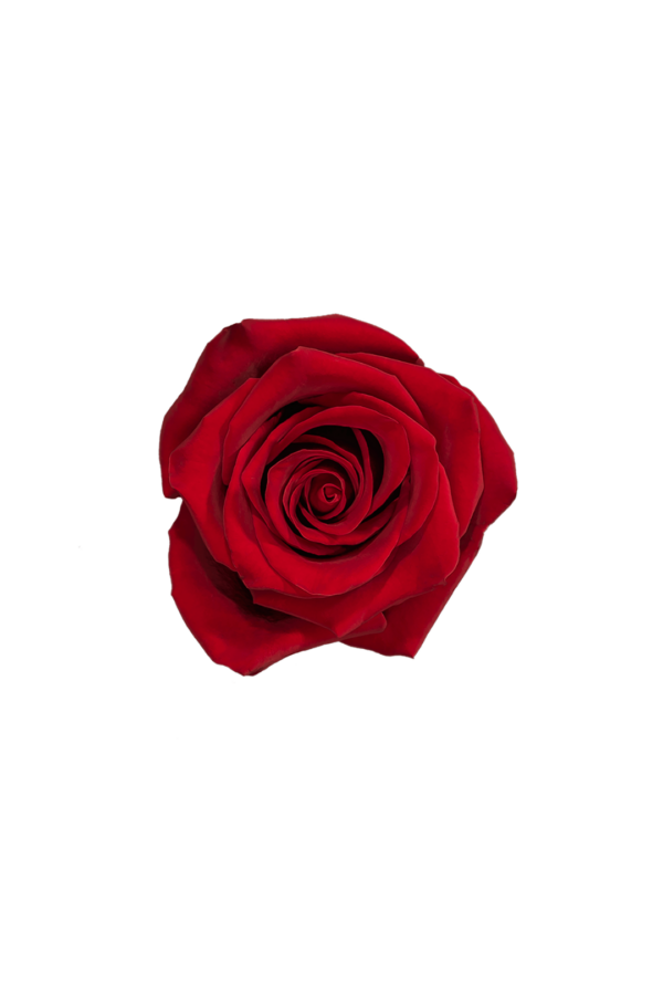ROSE, 60CM RED, EXPLORER
