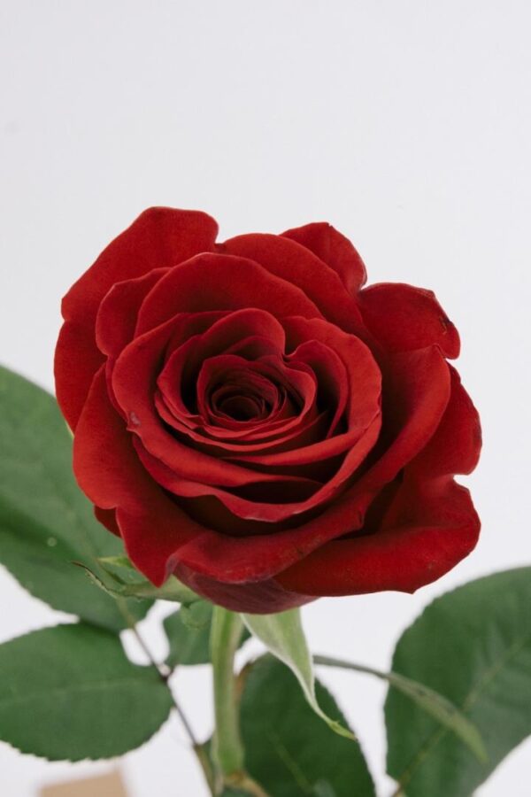 ROSE, 60CM RED, FREEDOM
