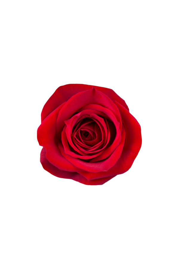 ROSE, 60CM RED, FREEDOM - Image 2