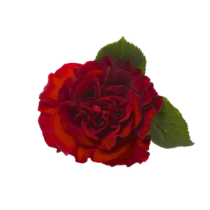 ROSE, 60CM RED, HEARTS