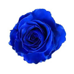 ROSE, 60CM TINTED, BLUE