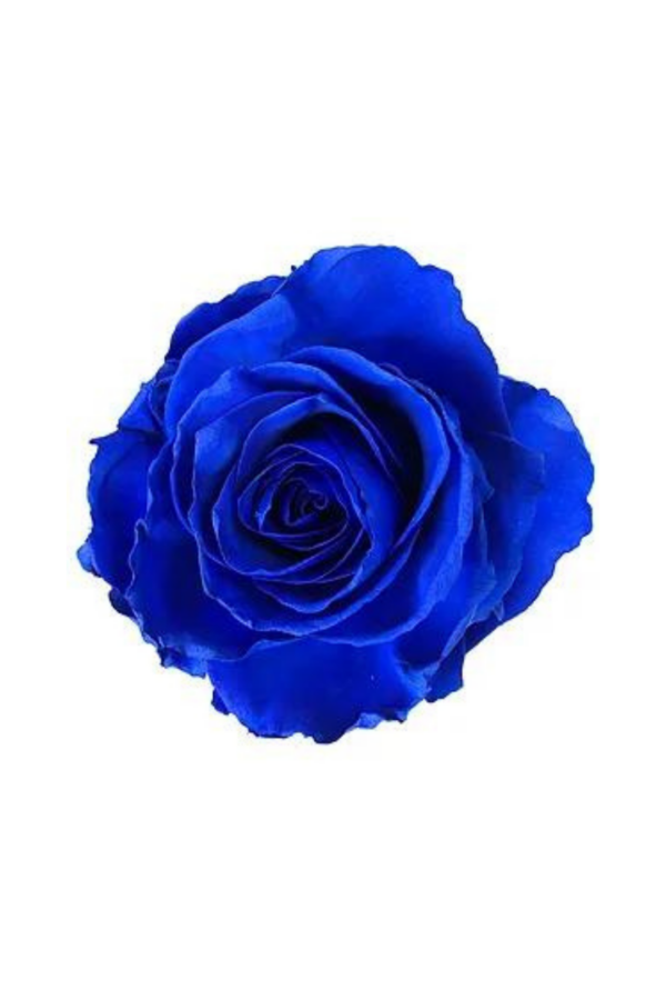 ROSE, 60CM TINTED, BLUE