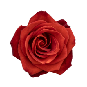 ROSE, 60CM TERRACOTTA, CAFE DEL MAR