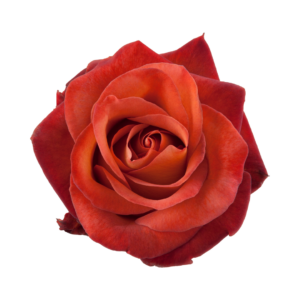 ROSE, 60CM TERRACOTTA, COFFEE BREAK