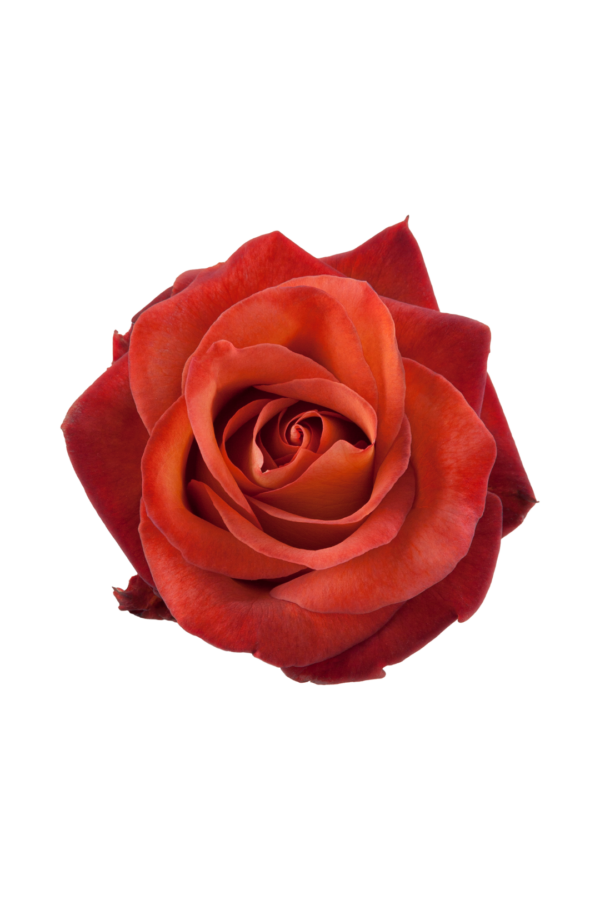 ROSE, 60CM TERRACOTTA, COFFEE BREAK
