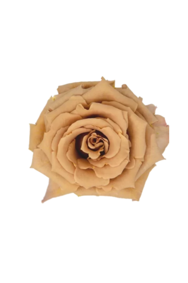 ROSE, 60CM TERRACOTTA, TOFFEE