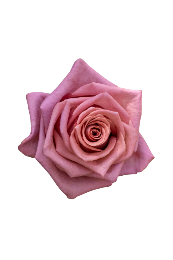ROSE, 60CM TERRACOTTA, BARISTA