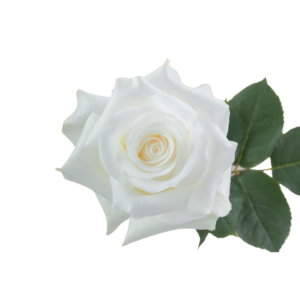 ROSE, 60CM WHITE, AKITO