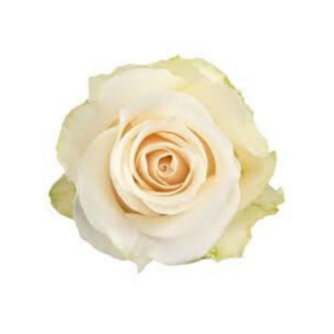 ROSE, 60CM WHITE, AMELIA