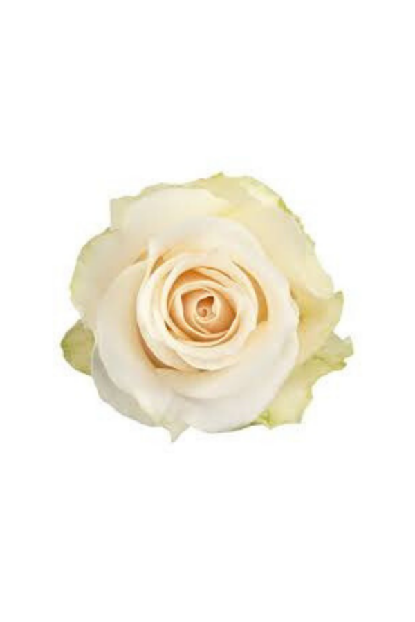 ROSE, 60CM WHITE, AMELIA