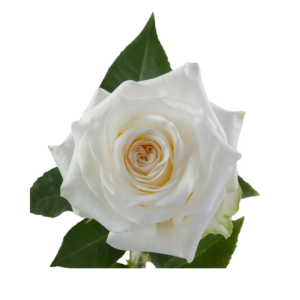 ROSE, 60CM WHITE, CANDLELIGHT