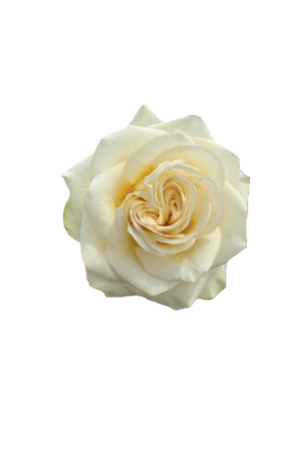 ROSE, 60CM WHITE, COLD PLAY