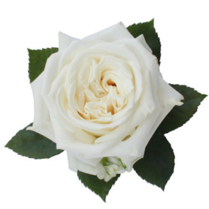 ROSE, 60CM WHITE, PLAYA BLANCA