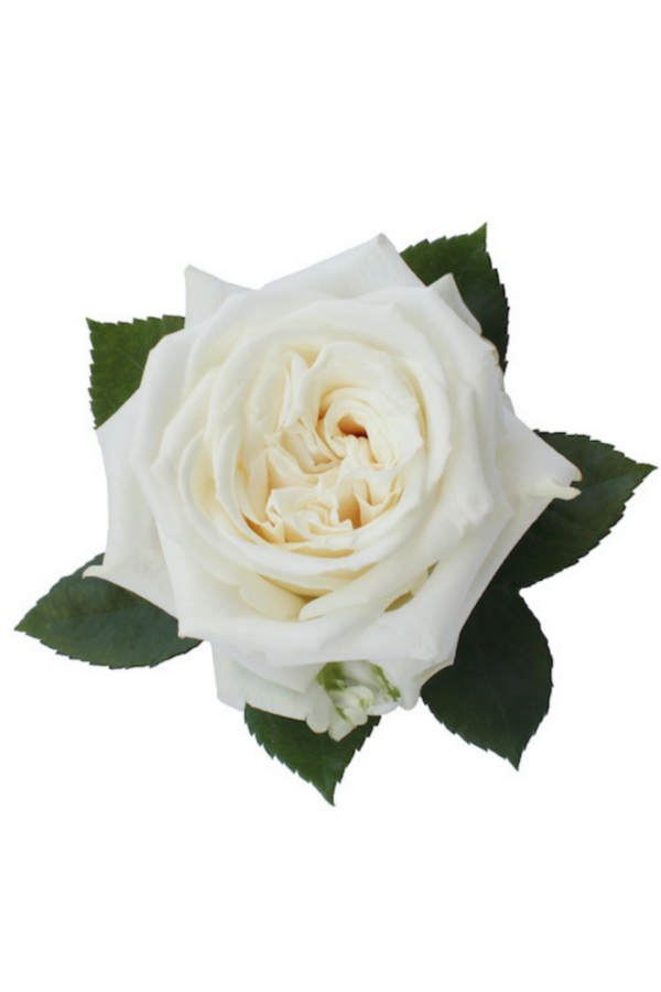 ROSE, 60CM WHITE, PLAYA BLANCA