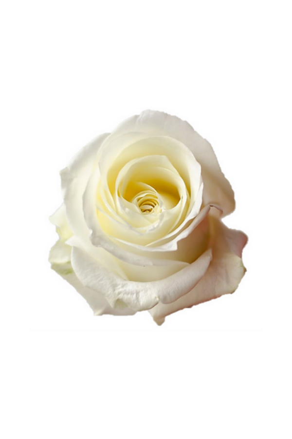 ROSE, 60CM WHITE, POLAR STAR
