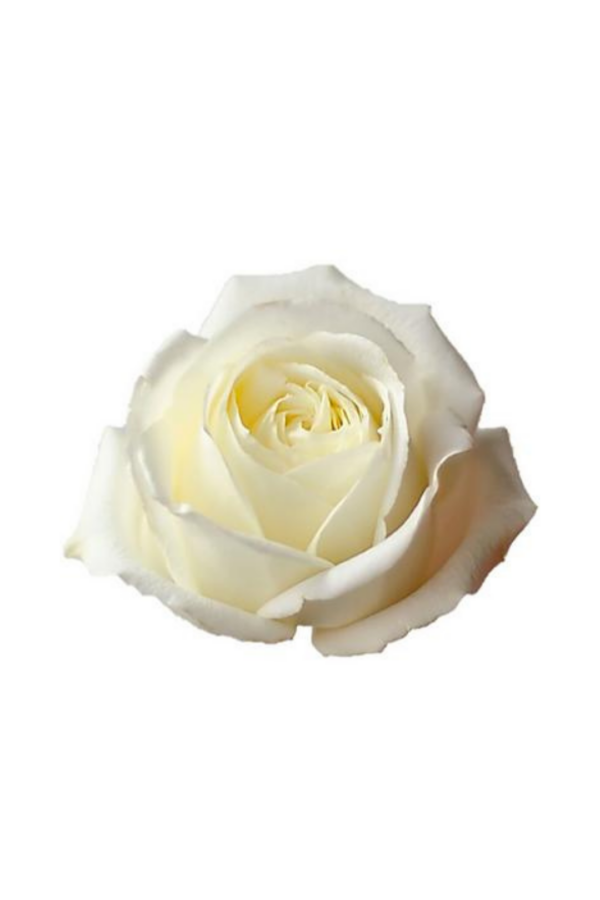 ROSE, 60CM WHITE, POLO