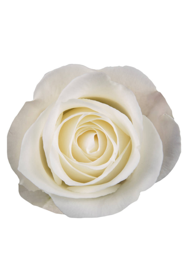 ROSE, 60CM WHITE, TIBET