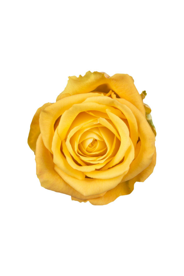 ROSE, 60CM YELLOW, BIKINI
