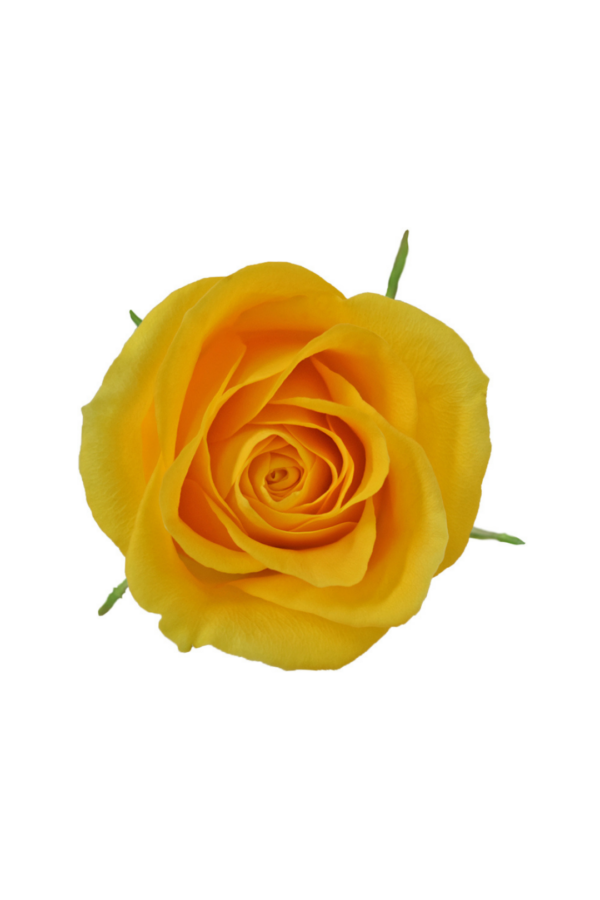 ROSE, 60CM YELLOW, BRIGHTON
