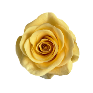 ROSE, 60CM YELLOW, BUMBLE BEE