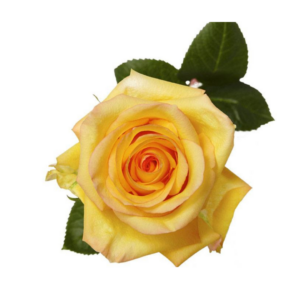 ROSE, 60CM YELLOW, DEJA VU