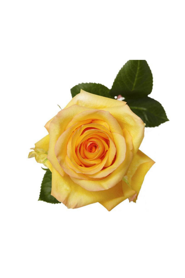 ROSE, 60CM YELLOW, DEJA VU