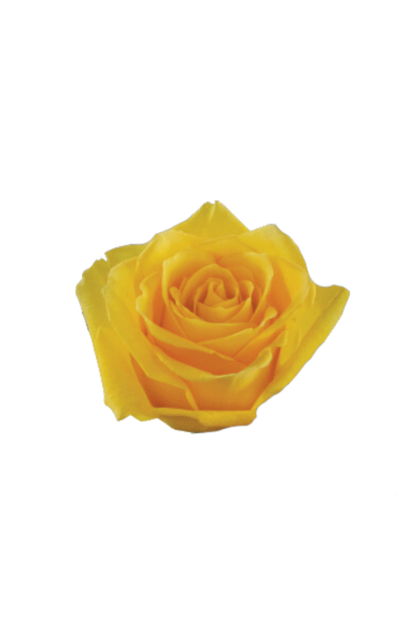 ROSE, 60CM YELLOW, GISELLE