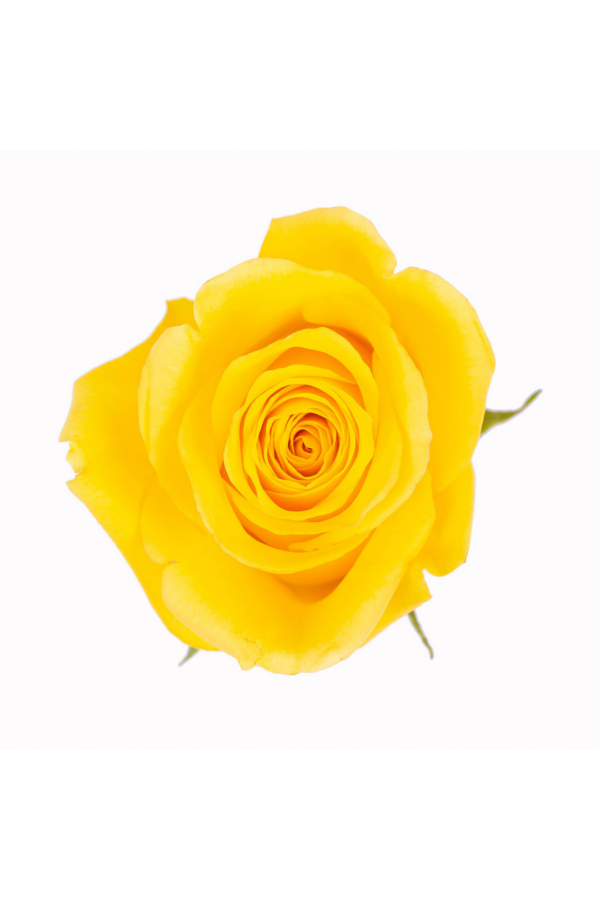 ROSE, 60CM YELLOW, GOLDFINCH