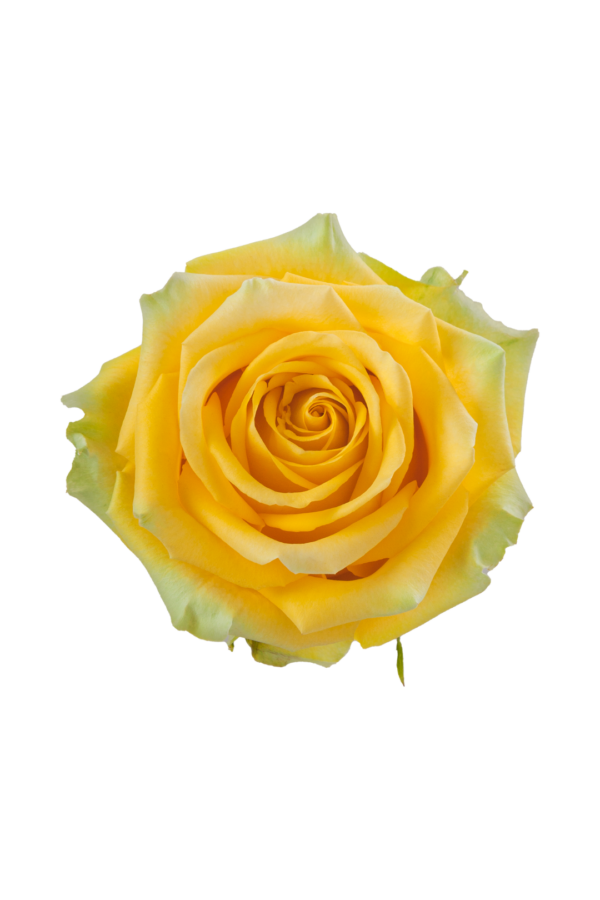 ROSE, 60CM YELLOW, HIGH & EXOTIC