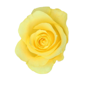 ROSE, 60CM YELLOW, HOT YELLOW
