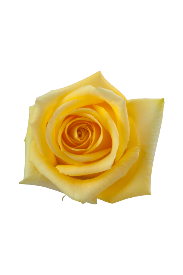 ROSE, 60CM YELLOW, HUMMER