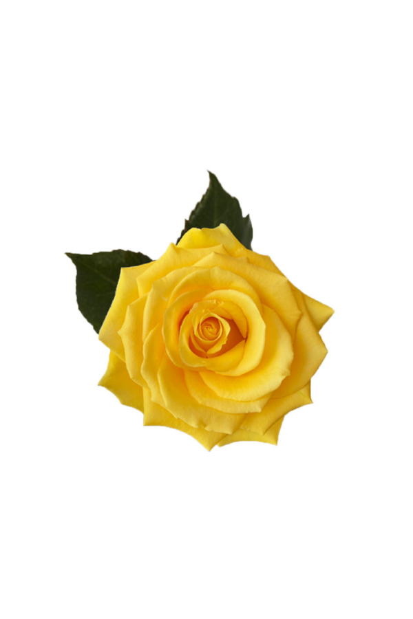 ROSE, 60CM YELLOW, LIGHT HOUSE
