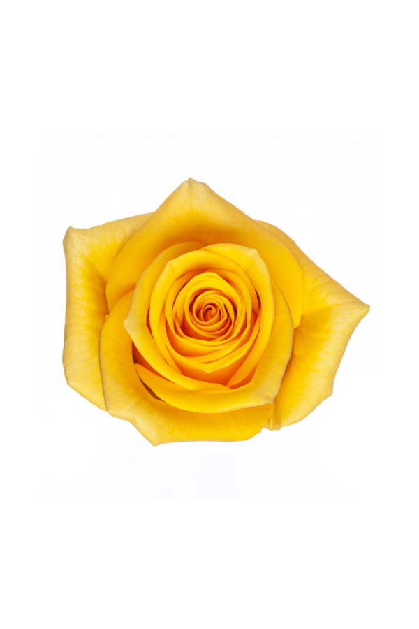 ROSE, 60CM YELLOW, MOMEMTUM