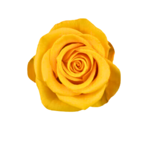 ROSE, 60CM YELLOW, SONRISA