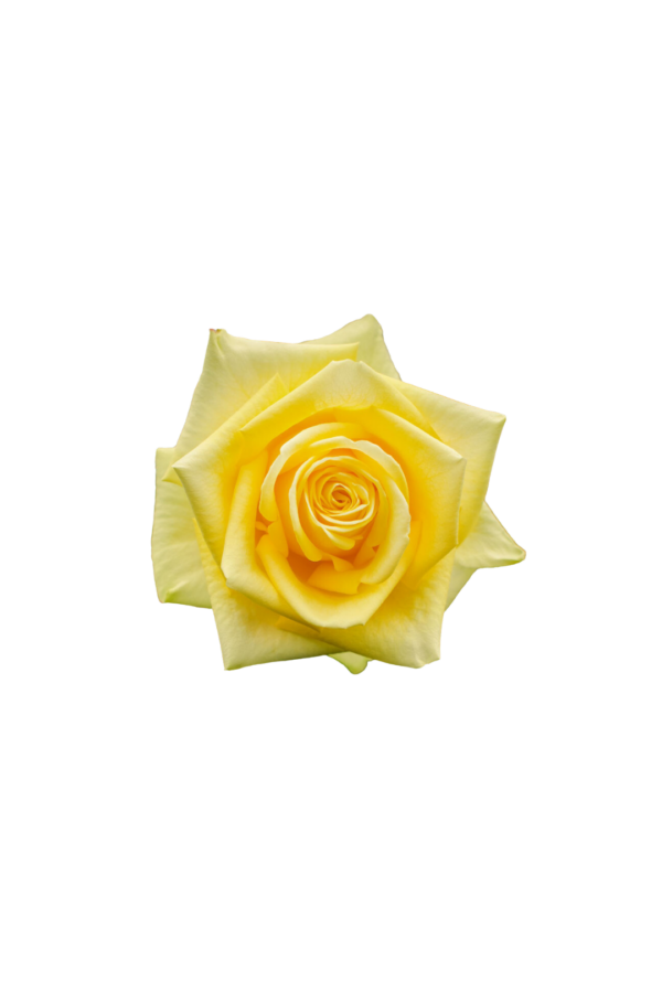 ROSE, 60CM YELLOW, STARDUST