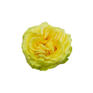 ROSE, 60CM YELLOW, STAR WALKER