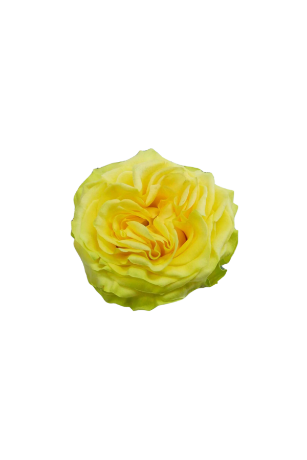 ROSE, 60CM YELLOW, STAR WALKER