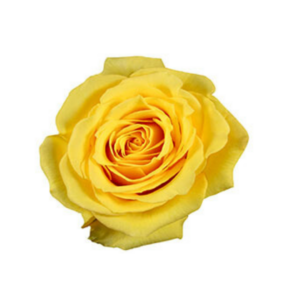 ROSE, 60CM YELLOW, SUPER SUN