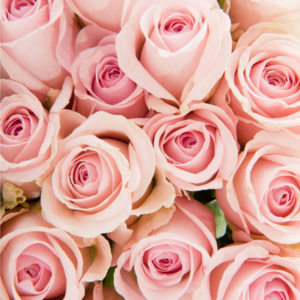 ROSE, SPRAY - PINK