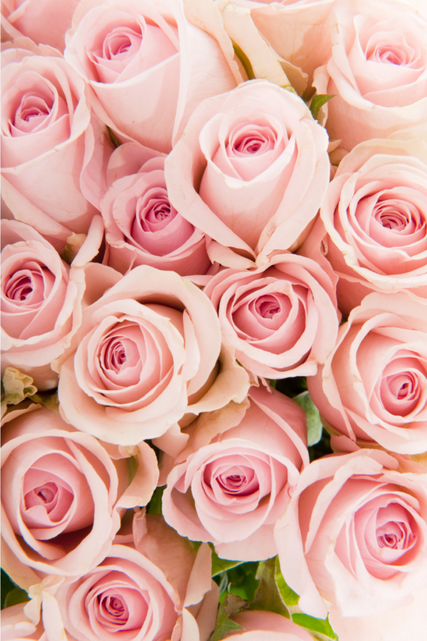 ROSE, SPRAY - PINK