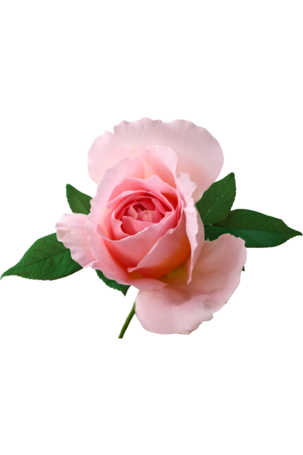 ROSE, SPRAY - PINK - Image 2