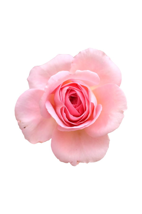 ROSE, SPRAY - PINK - Image 3