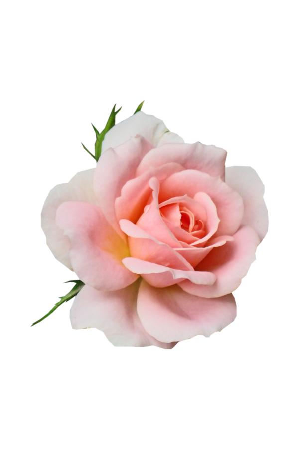 ROSE, SPRAY - PINK - Image 4