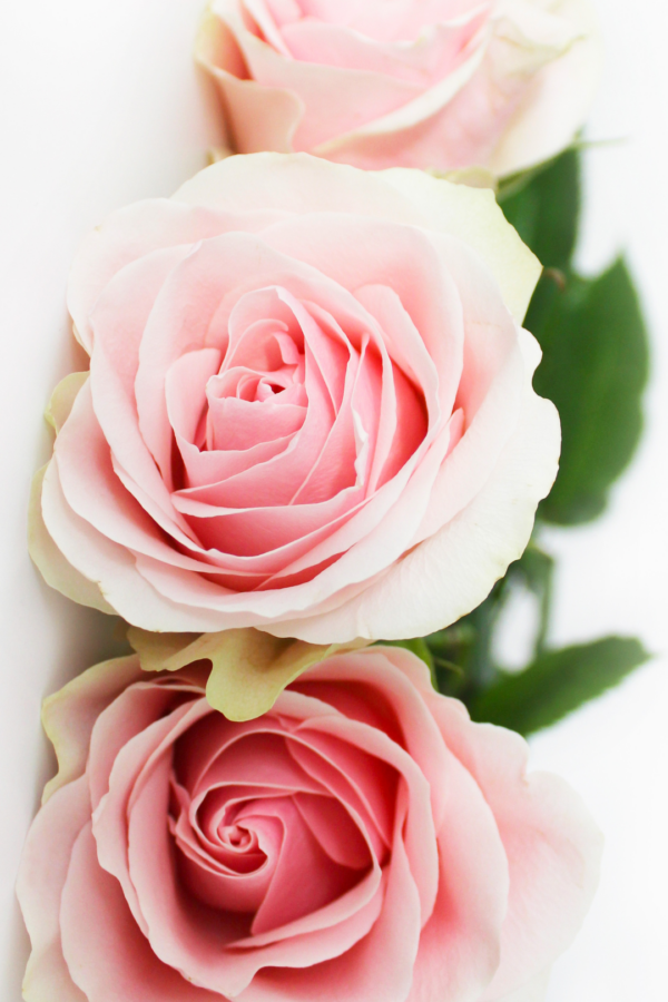 ROSE, SPRAY - PINK - Image 5