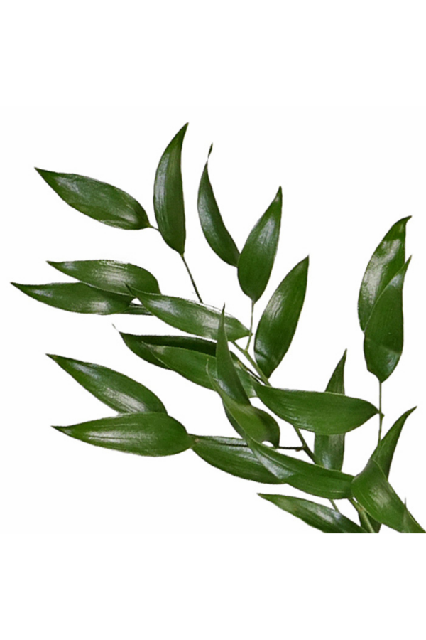 RUSKUS, ITALIAN