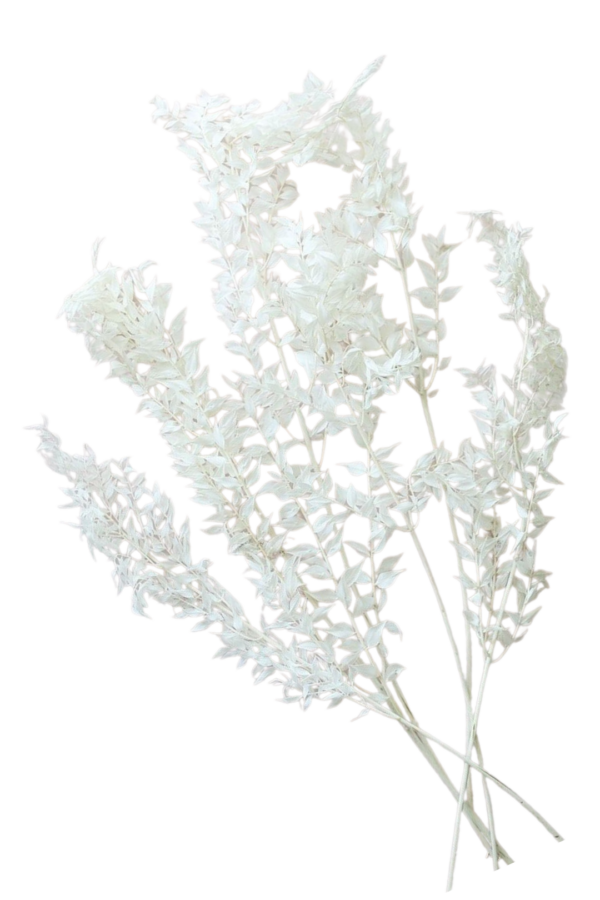 RUSKUS ITALIAN, BLEACHED