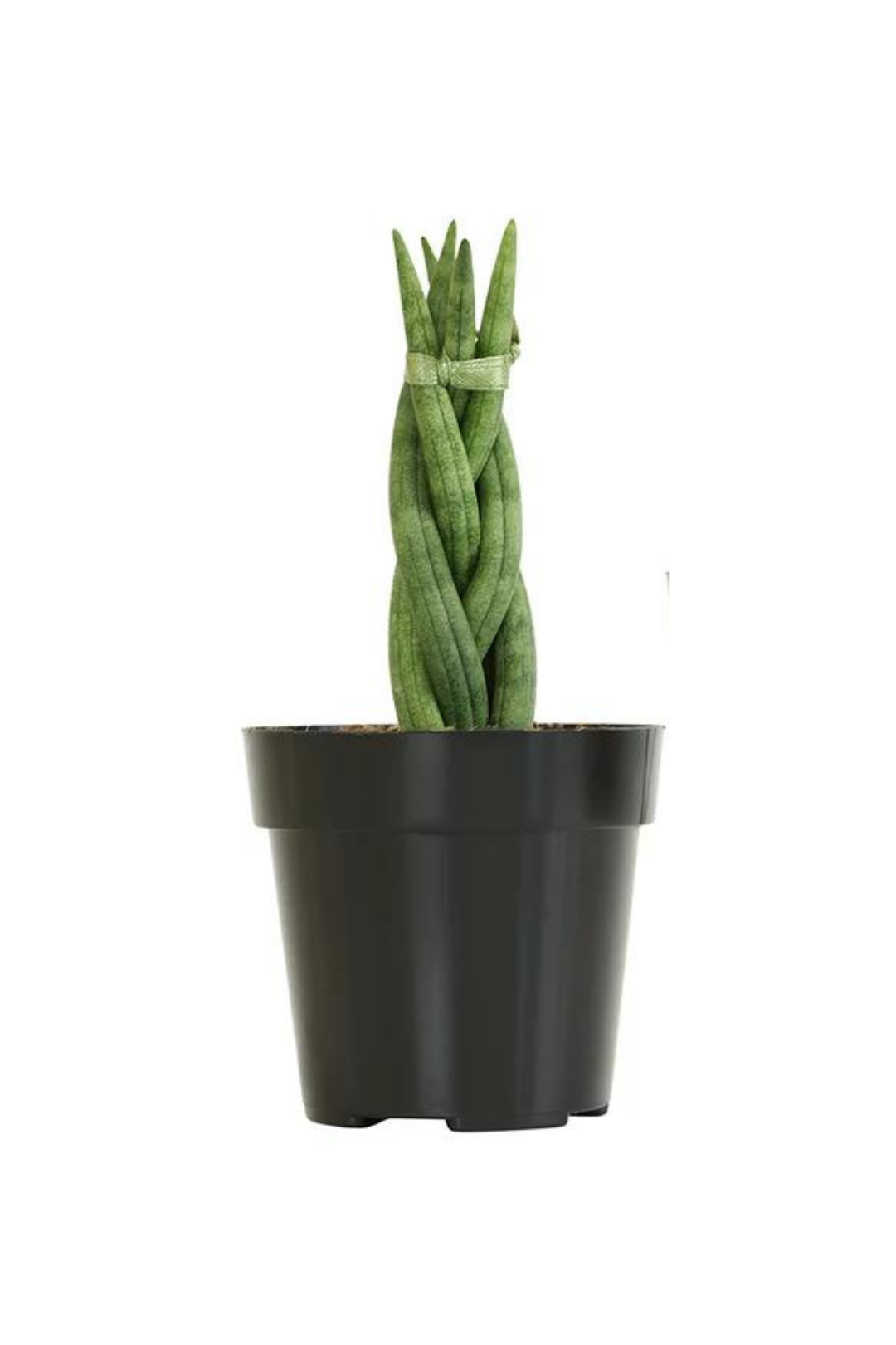 2" SANSEVIERIA, BRAIDED