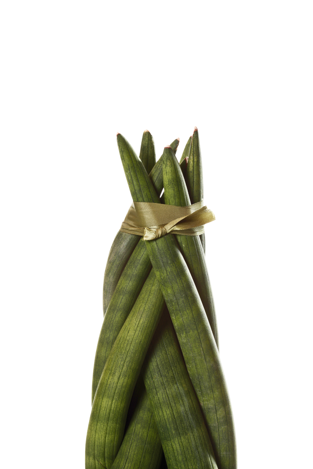 2" SANSEVIERIA, BRAIDED - Image 2