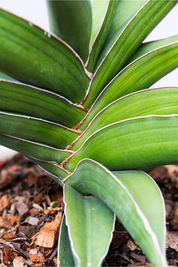 2" SANSEVIERIA, SAMURAI - Image 2
